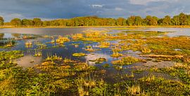 Abendlicht im Nationalpark Dwingelderveld von Henk Meijer Photography