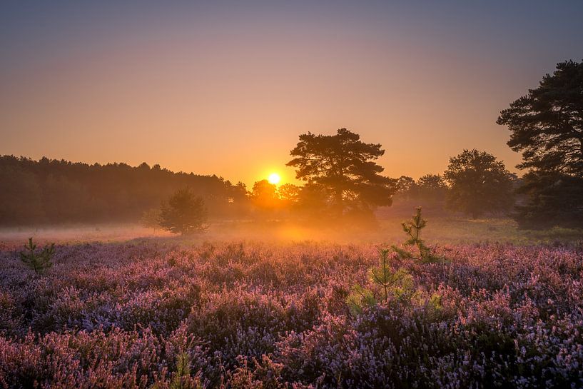 Sunrise at Brunssummerheide / Heather landscape by Maurice Meerten