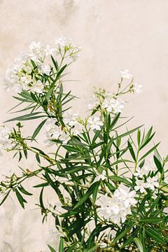 Witte Oleander | Elba Island | Italië | Bloem | Botanisch van Mirjam Broekhof