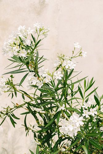 Witte Oleander | Elba Island | Italië | Bloem | Botanisch