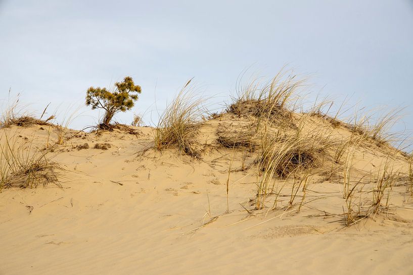 Die Düne im Hulshorster Zand am ersten Tag des Frühlings von Hans de Waay