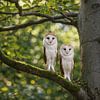 Zwei Schleiereulen im Morgenlicht des Waldes von Christina Bauer Photos