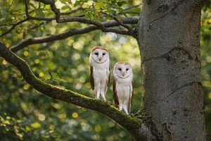 Zwei Schleiereulen im Morgenlicht des Waldes