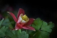 Columbine