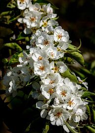 Blütenstrauß, Niederlande von Adelheid Smitt