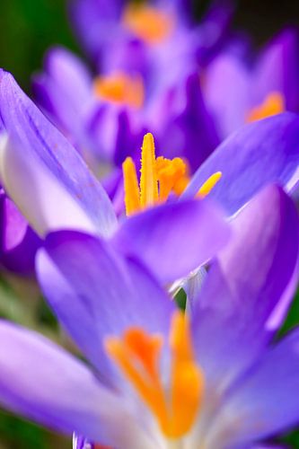 Fascinating crocus blossom, spring awakening