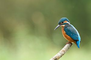 Eisvogel