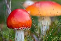Fliegenpilz