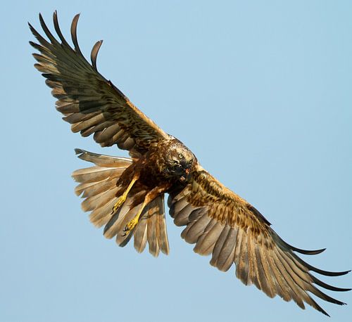 Marsh Harrier