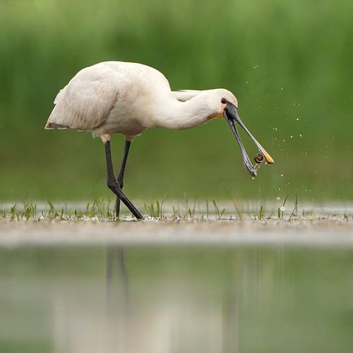 Spooner's Delicate Dinner - Zevenhuizerplas