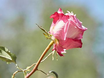 Eenzame rode roos