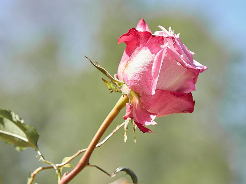 Eenzame rode roos van Angélique Vanhauwaert