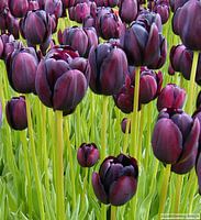 Zwarte Tulp