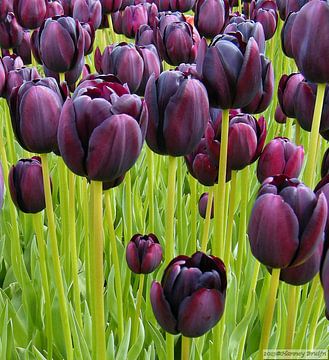 Zwarte Tulp van Hanney Bruijn Fotografie
