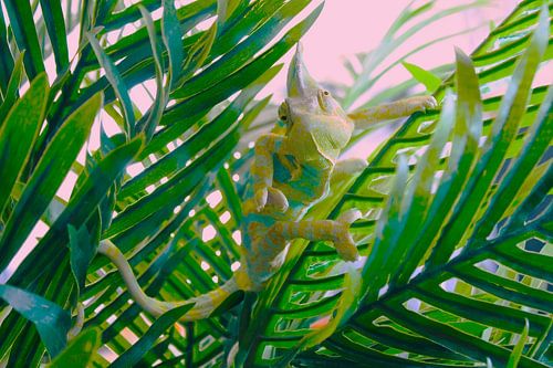 La vie arboricole du caméléon