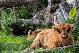 Schote Hooglander in the lowlands 3 by Joy of Light Photography