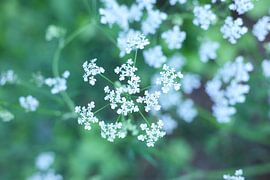 Soft White – Beauté discrète