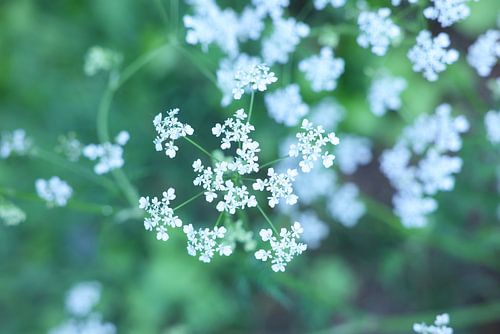 Soft White – Quiet Beauty