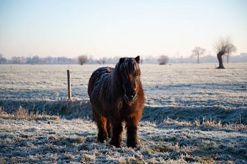 Shetland pony in een winters polderlandschap van Heleen Schenk / Smeerjewegproducties
