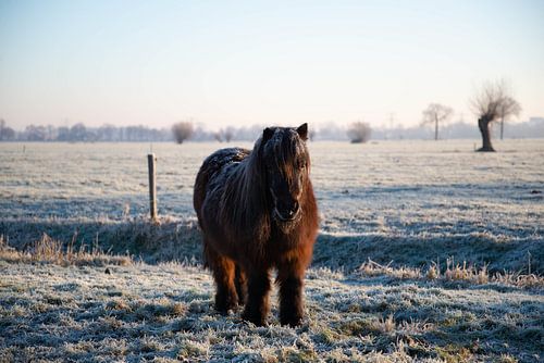 Shetland pony in een winters polderlandschap