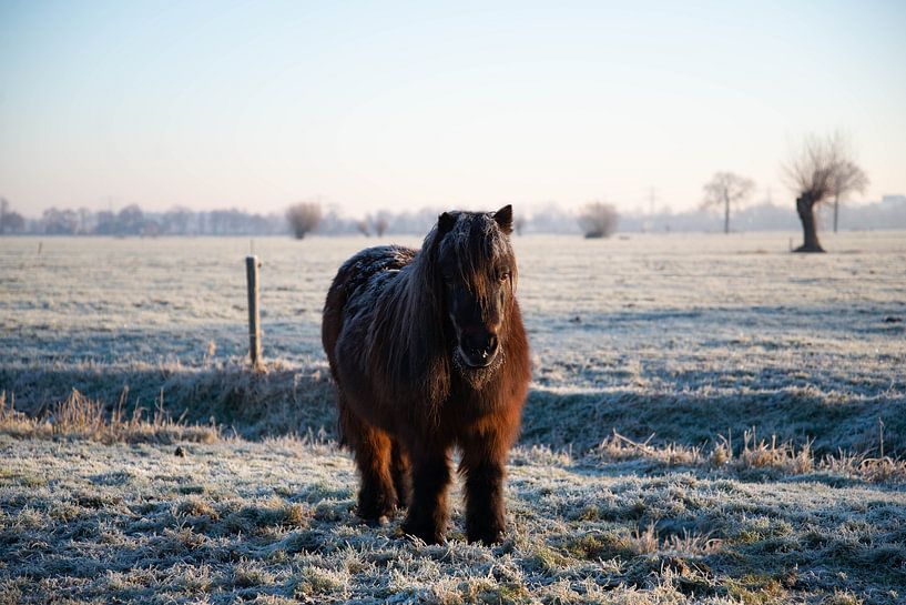 Shetland pony in a winter polder landscape by Heleen Schenk / Smeerjewegproducties