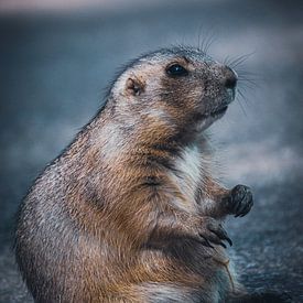 Chien de prairie sur Jayzon Photo