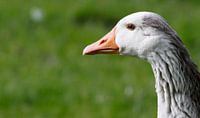 Gans