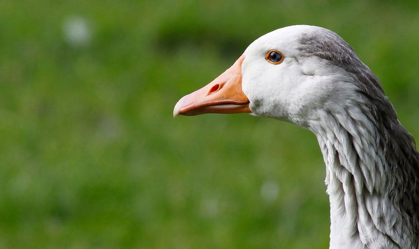 Gans von Teun Huisman