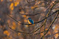 Eisvogel im Herbst