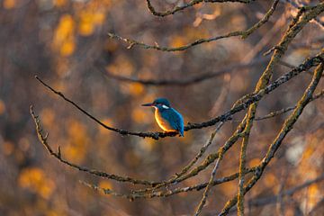 Kingfisher in autumn by Mirella Zwanenburg