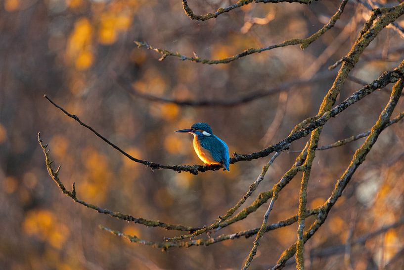 Eisvogel im Herbst von Mirella Zwanenburg