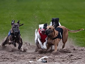 Hunderennen