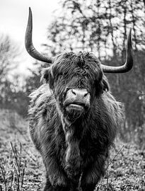 Schottischer Highlander von Jessie Westphal