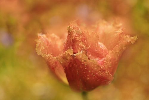 Turkish Delight. Keukenhof.