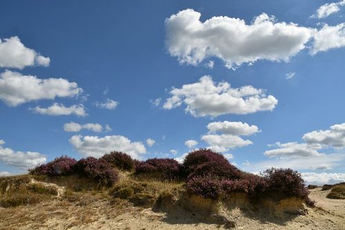 Zandverstuiving met bloeiende heide