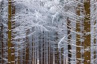 Winter in het bos van Daniela Beyer thumbnail