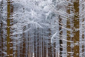 Winter in het bos van Daniela Beyer