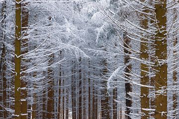 Winter in het bos van Daniela Beyer