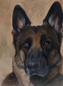German Shepherd
