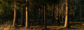 Trees in sunlight – Drenthe – Dwingelderveld (Netherlands) by Marcel Kerdijk