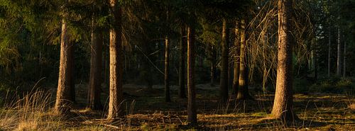 Bäume im Sonnenlicht – Drenthe – Dwingelderveld (Niederlande)