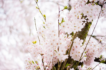 Gamme de fleurs de cerisier