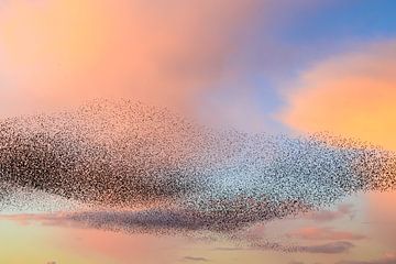 Starling murmuration during sunset at the end of the day