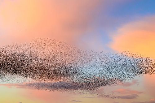Spreeuwen wolk tijdens zonsondergang aan het eind van de dag