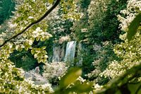 Olive Green Landscape