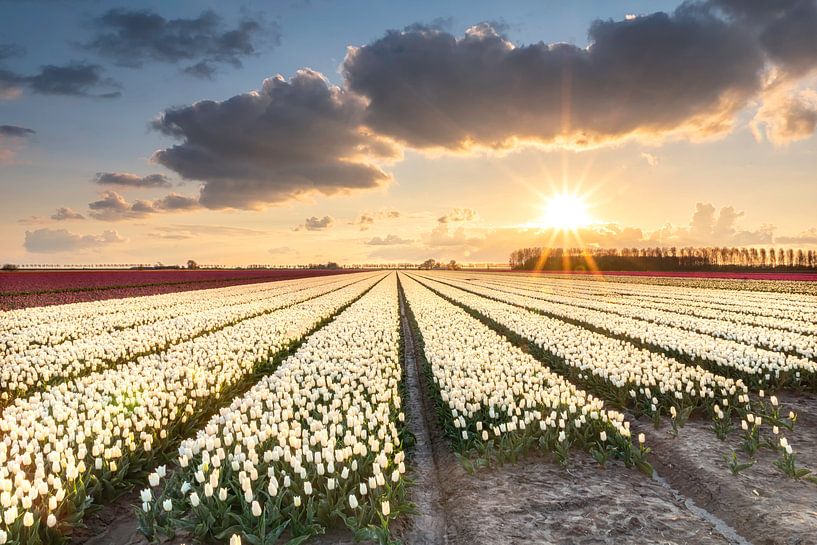 Sunshine van Jan Koppelaar