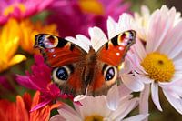Peacock butterfly
