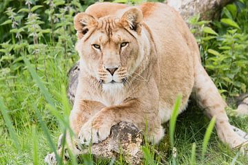 Löwen auf Safari Beekse Bergen von Anne Zwagers