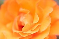 Oranje roos.