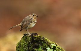 Juveniel Roodborstje op een rots
